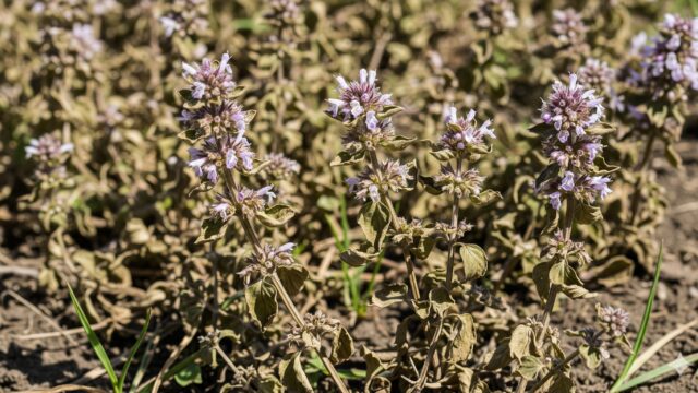 乾燥して縮れ、茶色っぽく変色した葉を持つ、干からびたペニーロイヤルミントのクローズアップ画像。