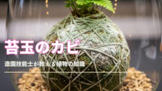 テラリウム内の苔玉が、繊細でベルベットのような白いカビで覆われている。苔玉からは鮮やかな緑色のシダが成長しており、カビの有機的な質感が強調されている