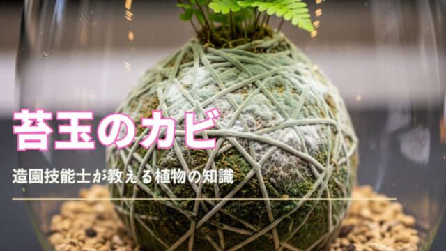 テラリウム内の苔玉が、繊細でベルベットのような白いカビで覆われている。苔玉からは鮮やかな緑色のシダが成長しており、カビの有機的な質感が強調されている