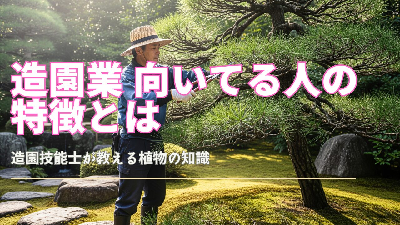 伝統的な日本庭園で、剪定ばさみを使って松の木を剪定している日本の造園職人の写真。