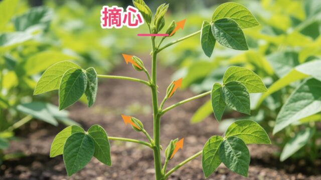 枝豆栽培の裏ワザ大全！摘心・断根・水管理で収量アップ｜観葉植物のある暮らし
