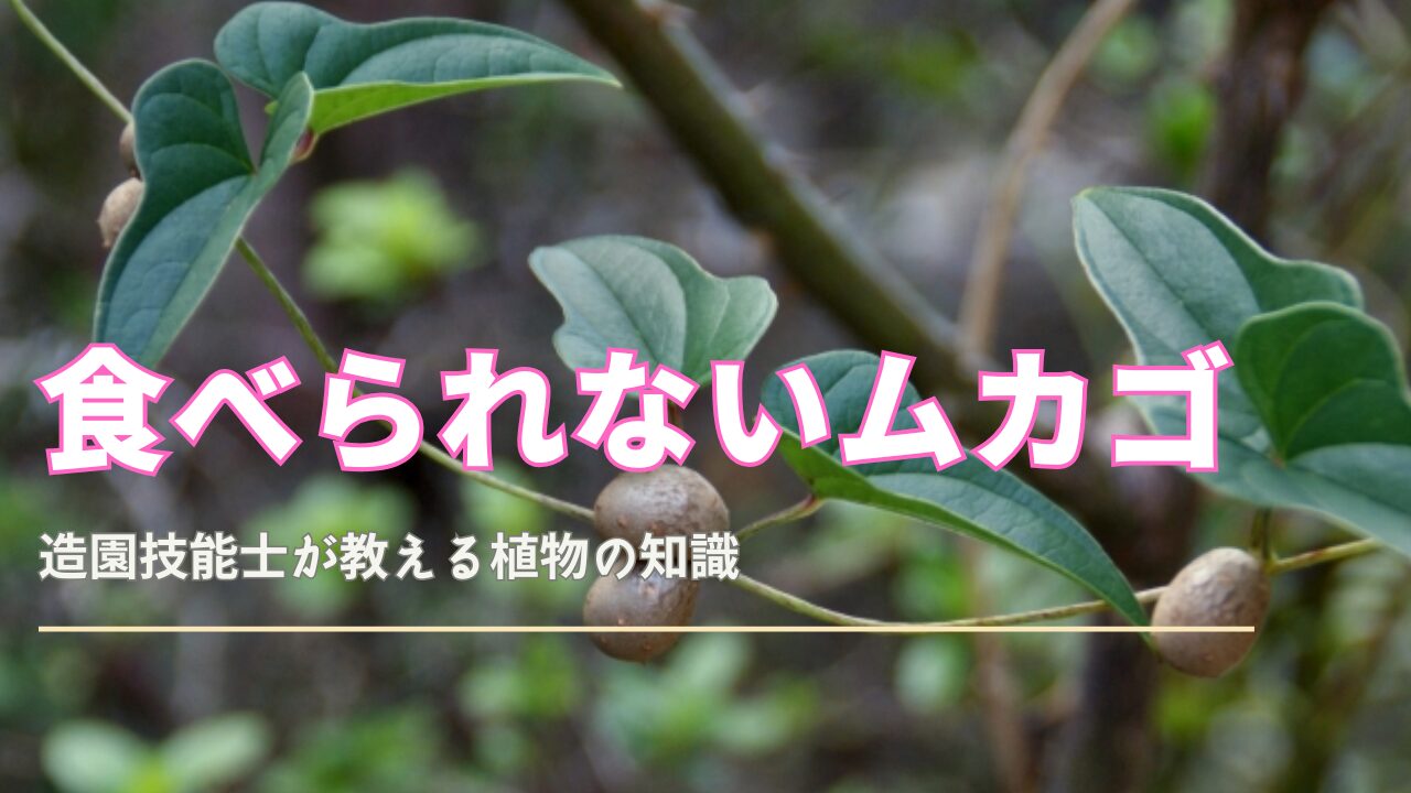 食べられないムカゴの見分けと安全ガイドまとめ|観葉植物のある暮らし