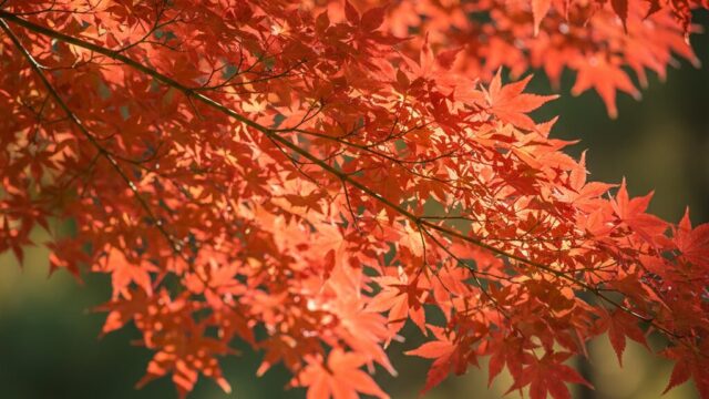 鮮やかな赤色に色づいたもみじの枝のクローズアップ。葉には日差しが当たり、背景はぼやけている。