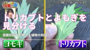 【危険回避】命を守る!トリカブトとヨモギの確実な見分け方を比較図で解説|観葉植物のある暮らし