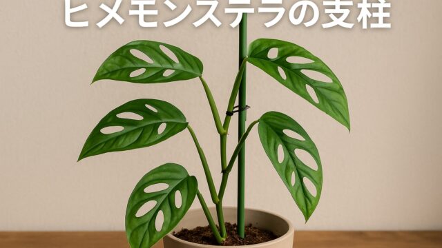 鉢植えのヒメモンステラが緑色の支柱に固定され、室内で整った姿に仕立てられている様子。