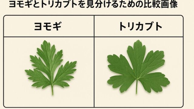 左にヨモギの葉、右にトリカブトの葉を並べて特徴を比較した教育用図。ヨモギは白い綿毛がある緑の葉、トリカブトは光沢がある深い切れ込みの葉。