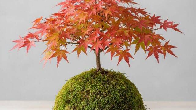 苔玉に植えられた、鮮やかな赤い葉を持つもみじの盆栽。苔の緑と葉の赤のコントラストが美しい