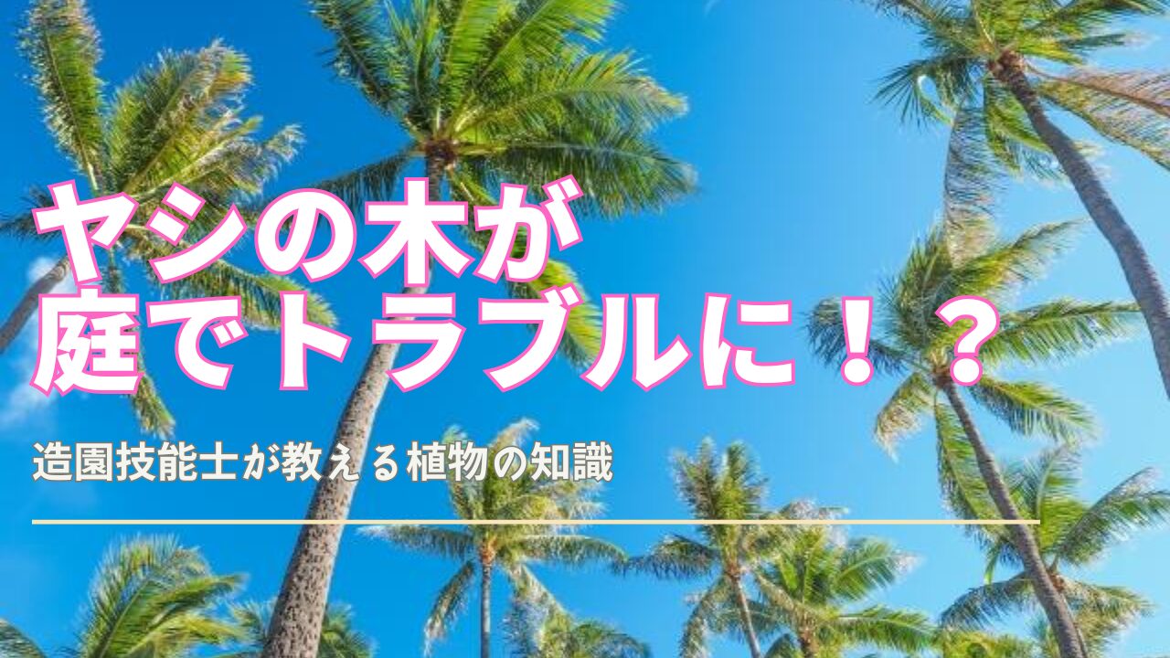庭のヤシの木後悔を防ぐ完全ガイド｜観葉植物のある暮らし