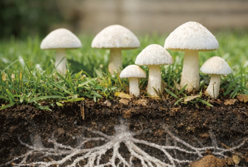 芝生の庭の地表に白いキノコが数本生えており、半透明のイメージで地中に菌糸が広がっている様子を重ねた表現。リアル写真をベースにしたナチュラルなビジュアル。教育的だが怖くない、明るく親しみやすい写真スタイル。