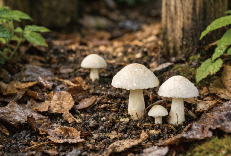 日陰になった庭の一角。落ち葉が溜まり、少し湿った土の上に白いキノコが生えている様子。過度に暗くならないよう、自然光で撮影したリアル写真。家庭の庭らしい親しみやすい雰囲気。