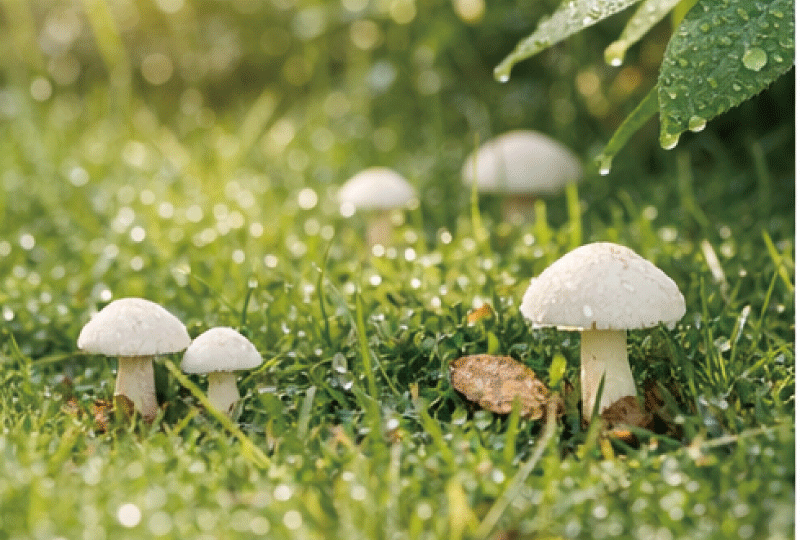 雨上がりの朝の庭。芝生の上に小さな白いキノコが点々と生えている様子。葉に水滴が残り、やわらかい朝日が差し込んでいる。梅雨〜初夏を感じる爽やかで親しみやすいリアル写真。