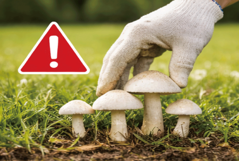 庭に生えた白いキノコの近くに、軍手をした手がそっと近づいているが触れていない様子。背景は明るい庭。注意を促しつつも安心感のある、穏やかなリアル写真スタイル。
