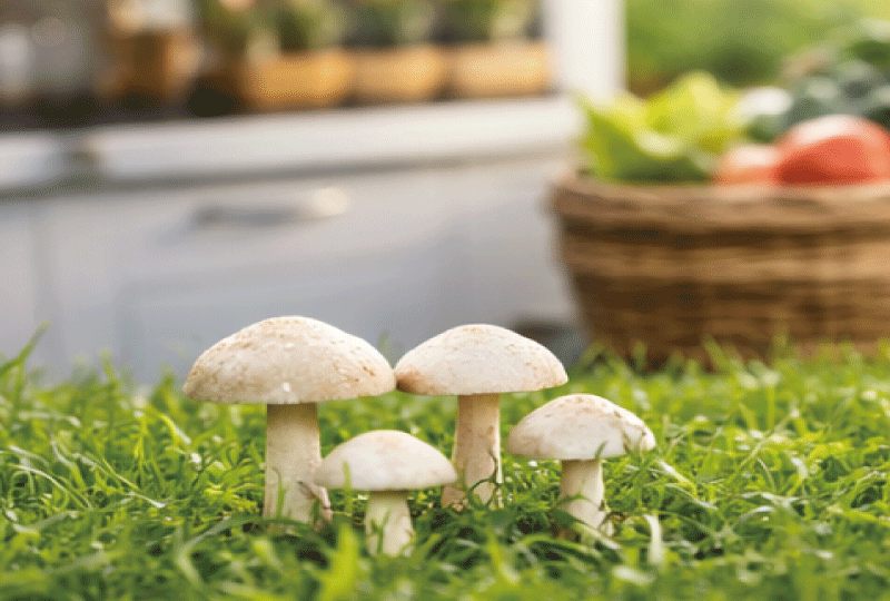 白いキノコが生えた庭と、背景に家庭のキッチンがぼんやり見える構図。キノコと食卓が距離を保っているイメージ。誤食を避けるメッセージが自然に伝わる、明るく親しみやすい写真。
