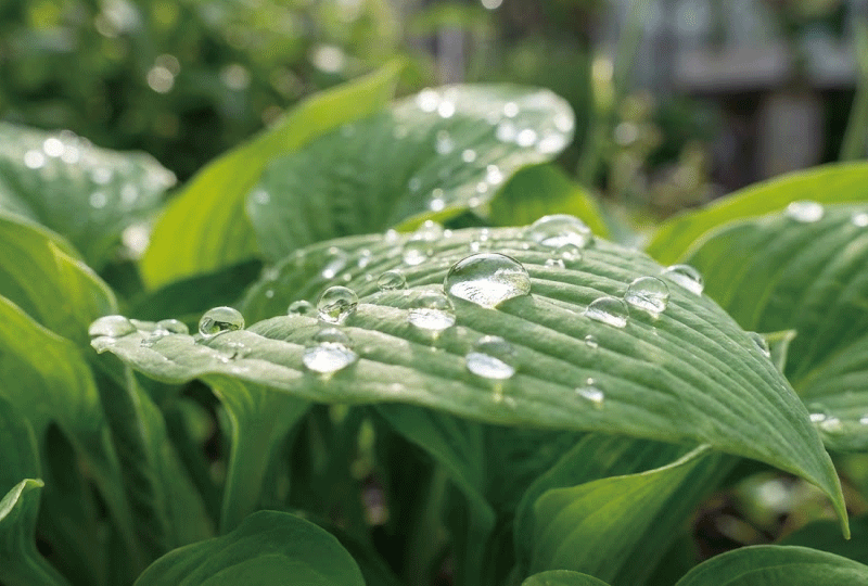  朝日でキラキラと輝く水滴がついた、瑞々しく健康的な植物の葉のアップ。
