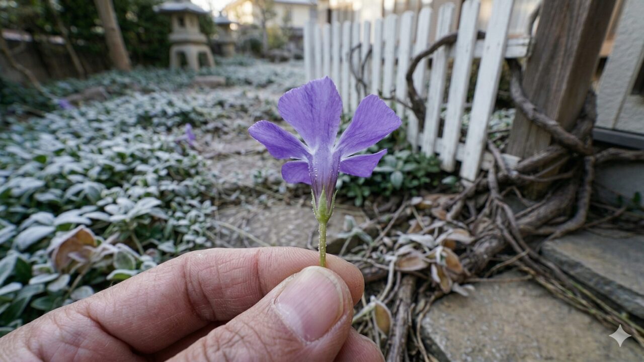 ヒメツルニチニチソウの花の付け根を観察する、日本人の庭師の手元。