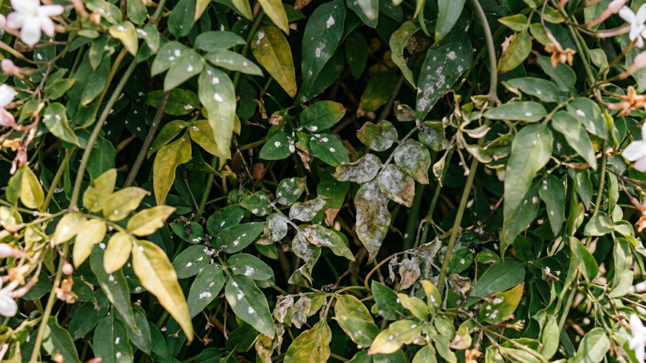 葉が密に茂りすぎて風通しが悪くなり、害虫が発生しやすくなっているハゴロモジャスミンの内側。