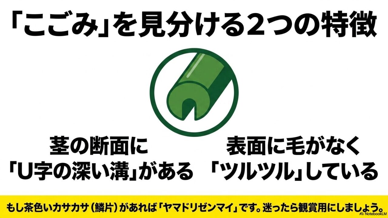 ニリンソウとトリカブト、ウルイとバイケイソウ、セリとドクゼリなど、食用と猛毒草のペアとその特徴をまとめた比較スライド。