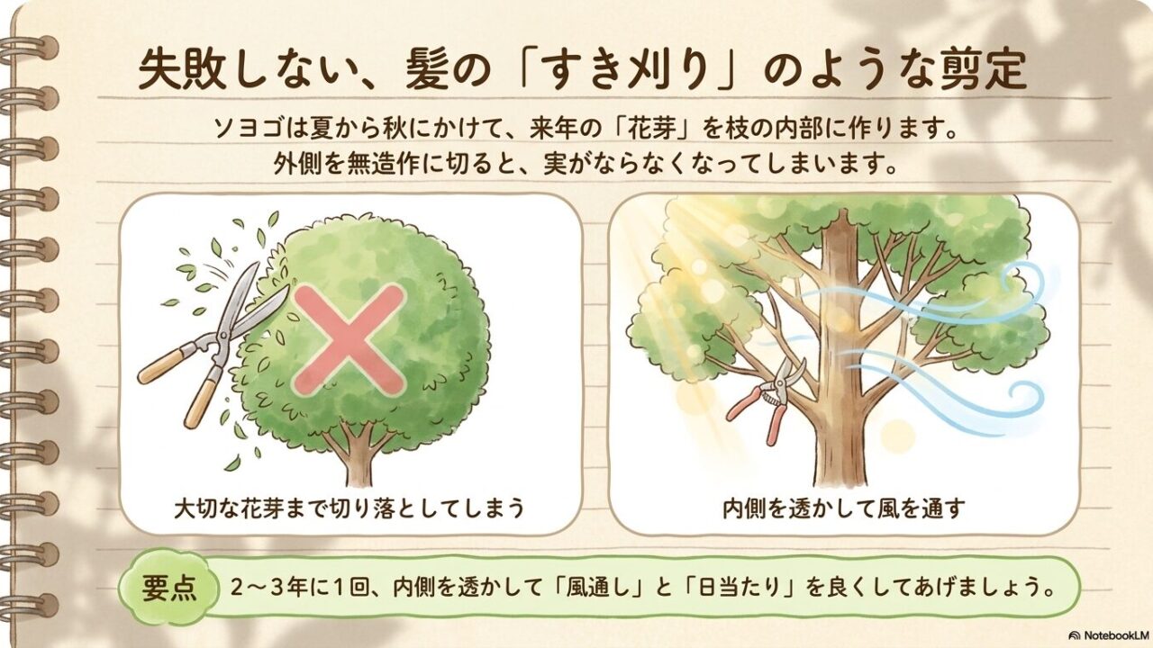 外側を無造作に切ると大切な花芽を落としてしまうため、2〜3年に1回内側を透かして風通しと日当たりを良くするソヨゴの正しい剪定方法