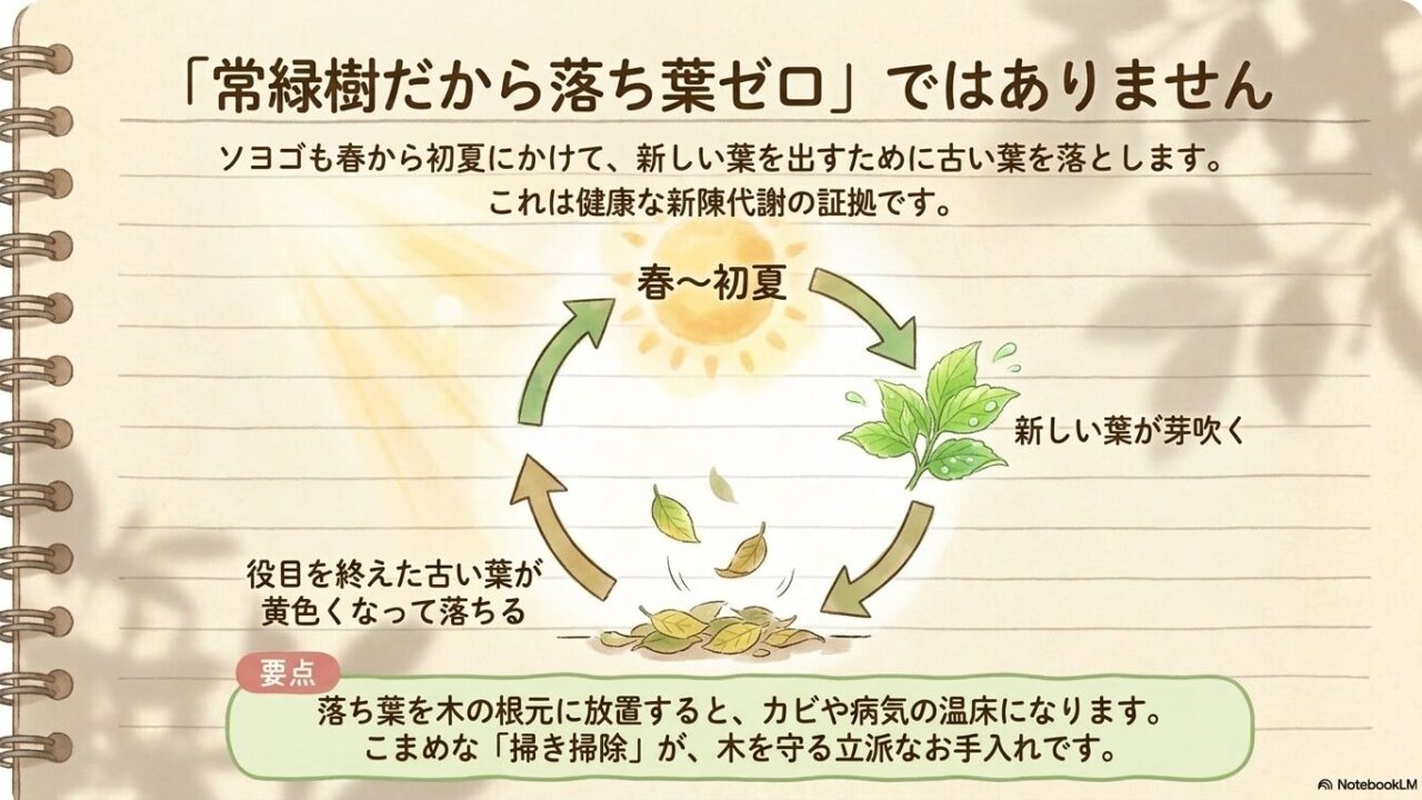 常緑樹のソヨゴも春から初夏にかけて新しい葉を出すために古い葉が黄色くなって落ちる新陳代謝の様子と、病気を防ぐための掃き掃除の重要性