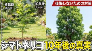 植栽時（左）の小さなシマトネリコの苗木と、10年後（右）に2階の屋根に届くほど巨大に成長したシマトネリコの比較画像。将来のサイズ感と対策の重要性を示唆している。
