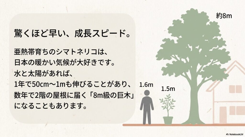 驚くほど早いシマトネリコの成長スピード。1年で50cmから1m伸び、数年で8m級の巨木になることもあります。