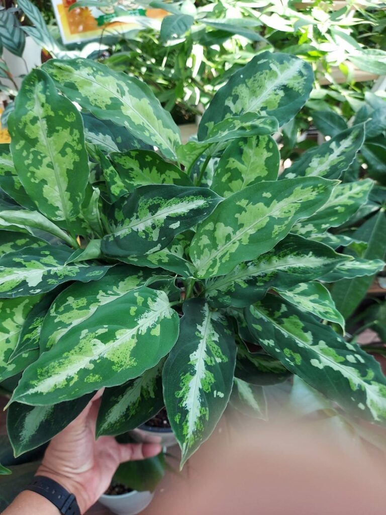 緑の植物の葉