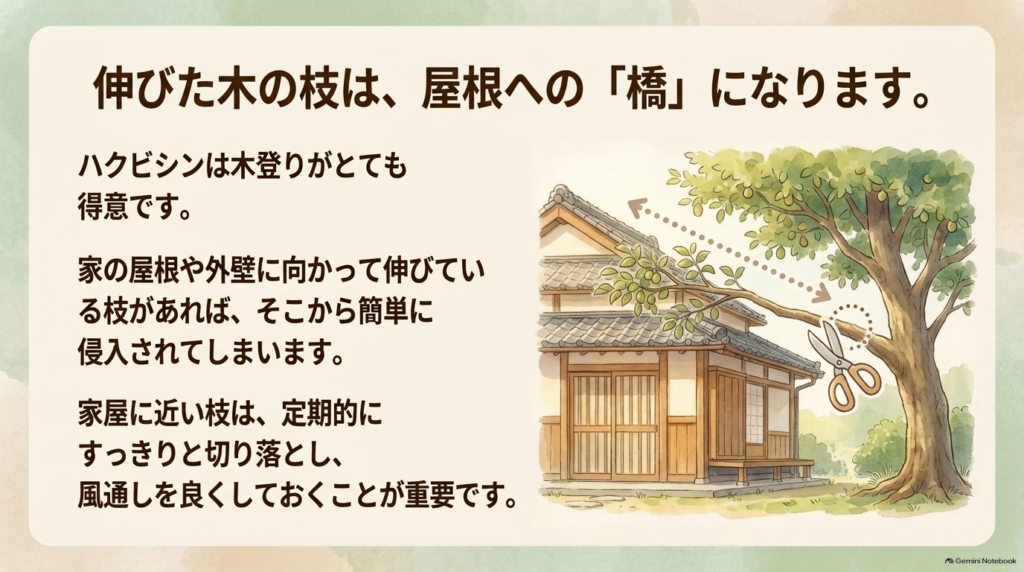 ハクビシンが屋根へ侵入する橋となる伸びた木の枝を剪定することの重要性