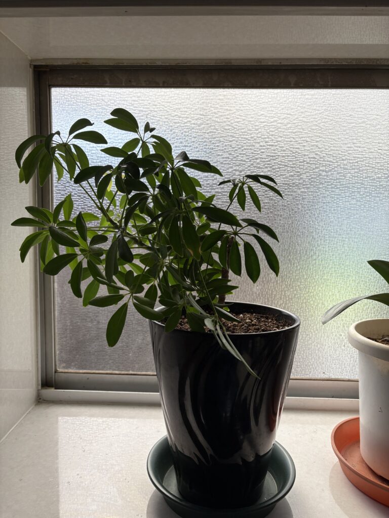 室内の鉢植え