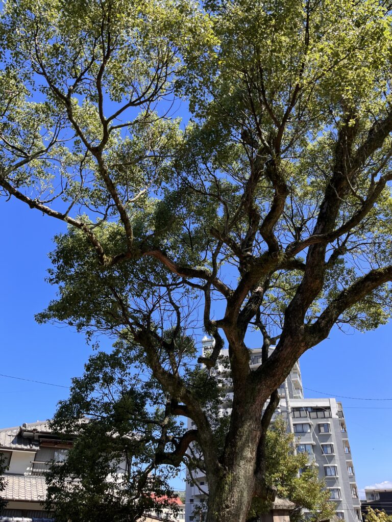 空を背景にした大きな木