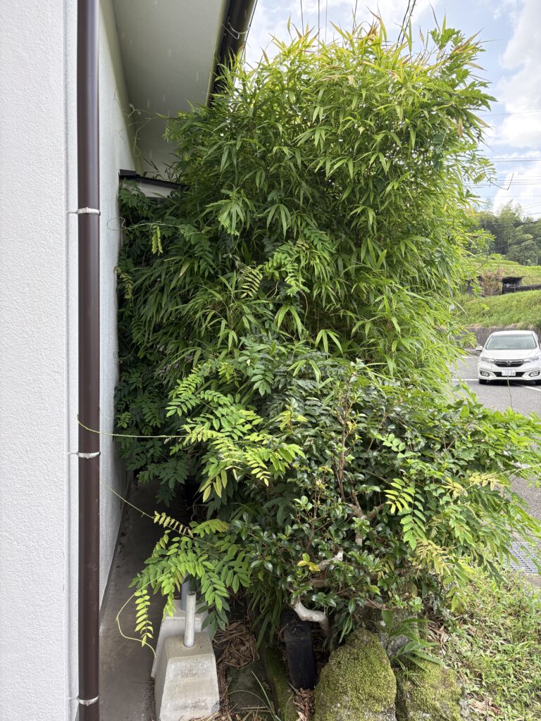 住宅の窓の近くまで枝葉が茂った庭木