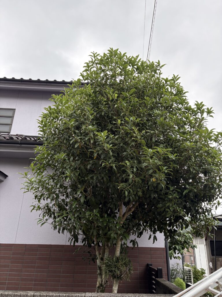 住宅の庭に一本植えられたキンモクセイ