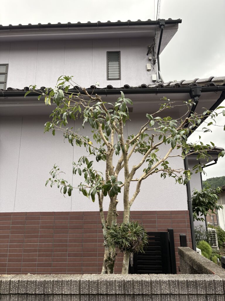 家の前に植えられた剪定されたキンモクセイ。