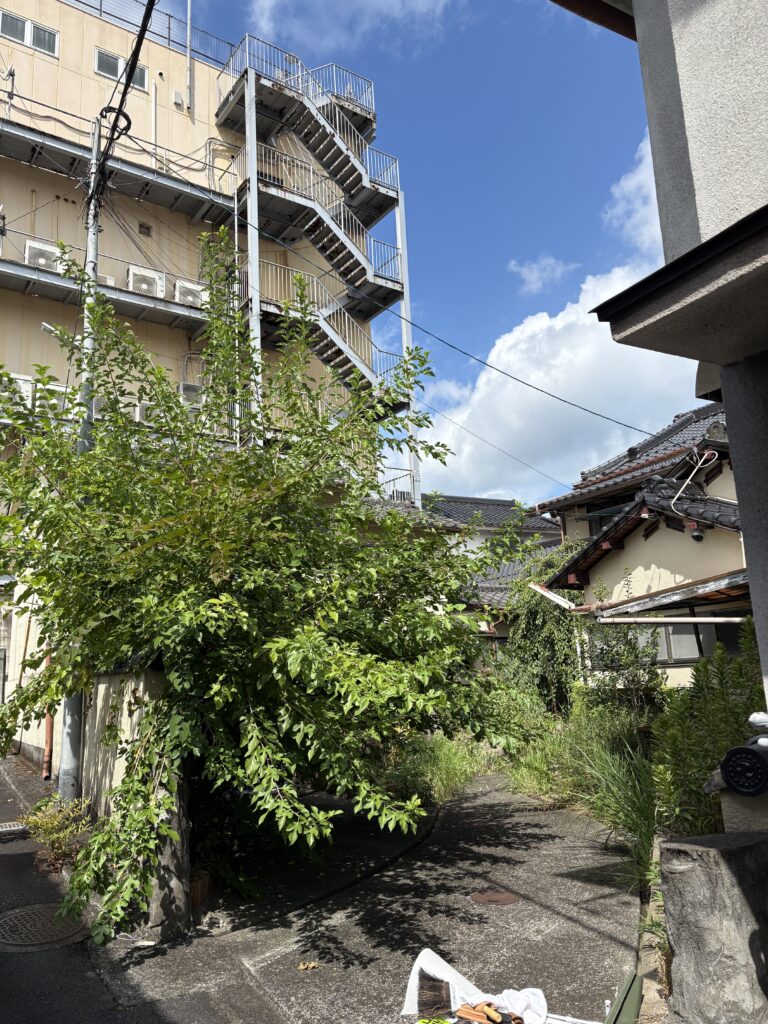 住宅の近くで枝葉が大きく茂った庭木