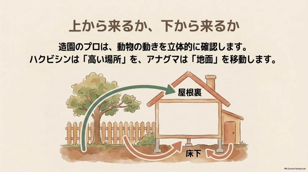 ハクビシンは木をつたって屋根裏へ、アナグマは地面を掘って床下へ侵入する図解